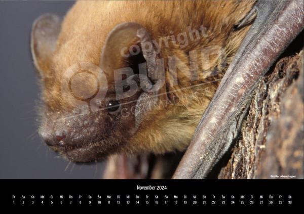 Fledermauskalender für 2023 - November